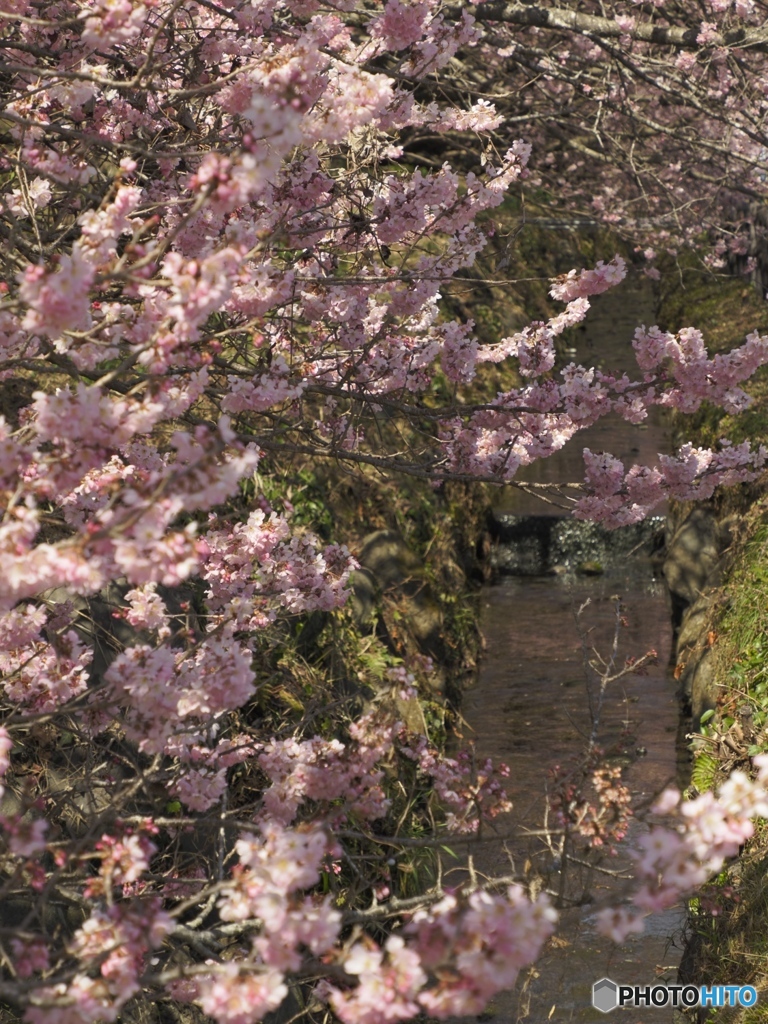 桜と水路