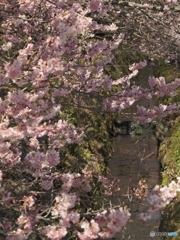 桜と水路