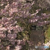 桜と水路