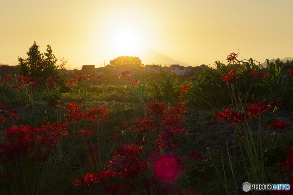 夕日が染めた花