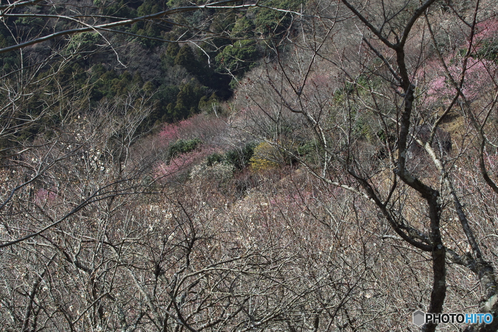 梅咲く山
