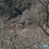 梅咲く山