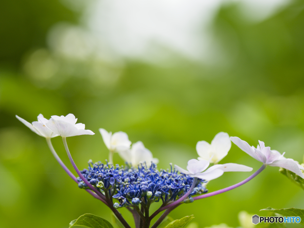 紫陽花