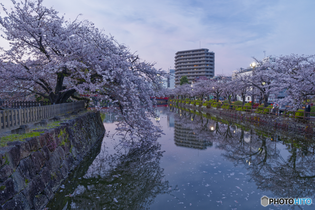 お堀と桜