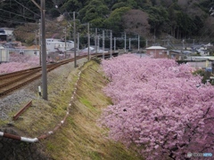 軌道と桜