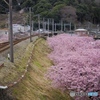 軌道と桜