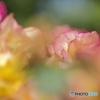薔薇