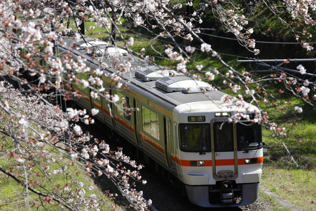 花見電車