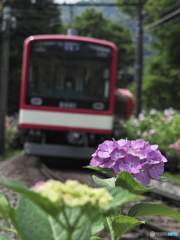 紫陽花と登山電車