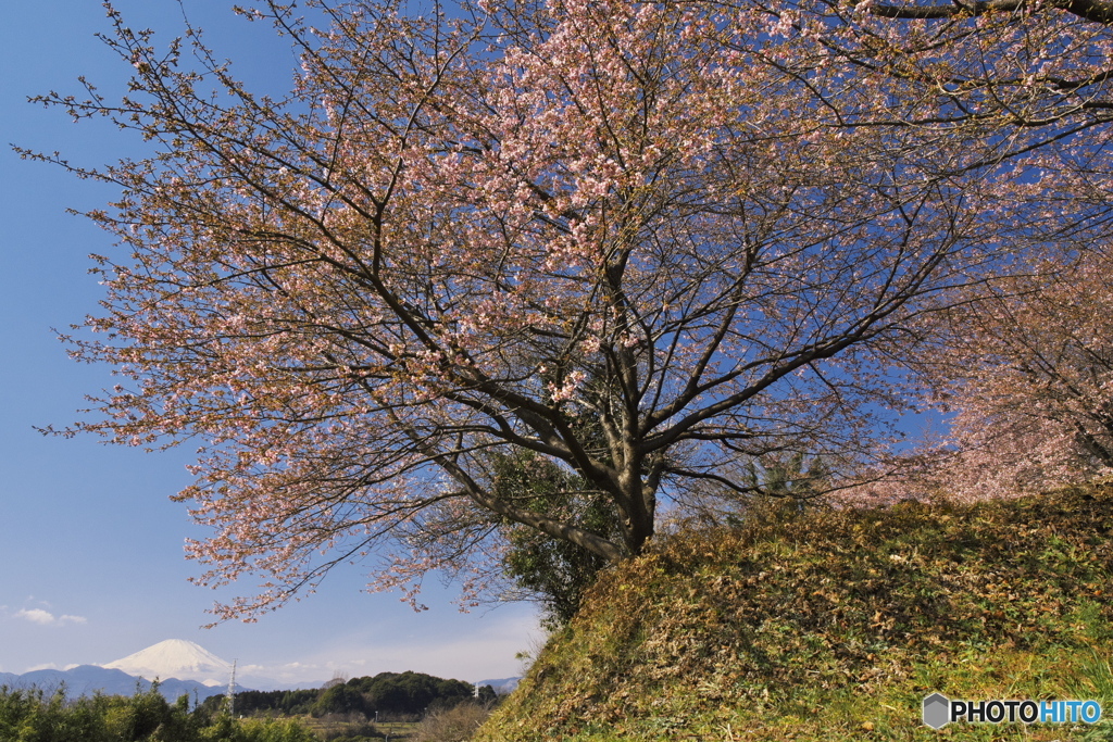 春が来た