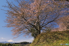 春が来た