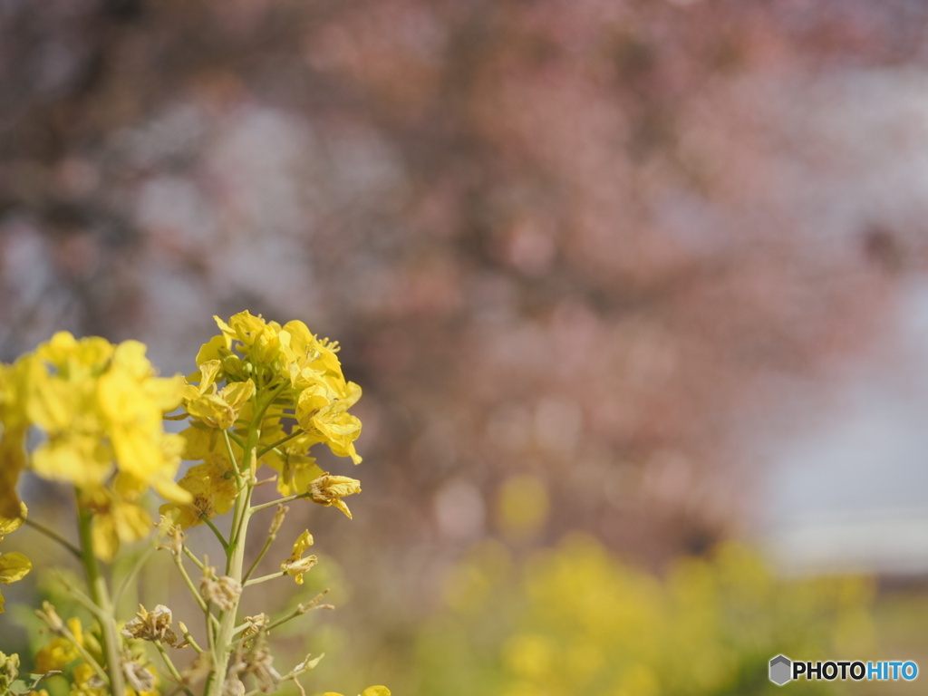 菜の花
