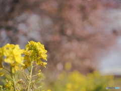 菜の花