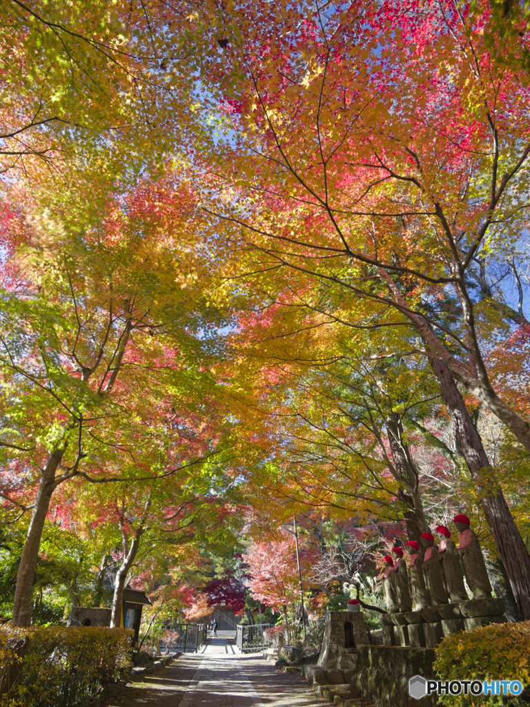 紅葉アーチから３日後