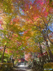 紅葉アーチから３日後