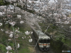 桜鉄