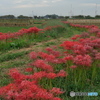 Silkypix８SE
