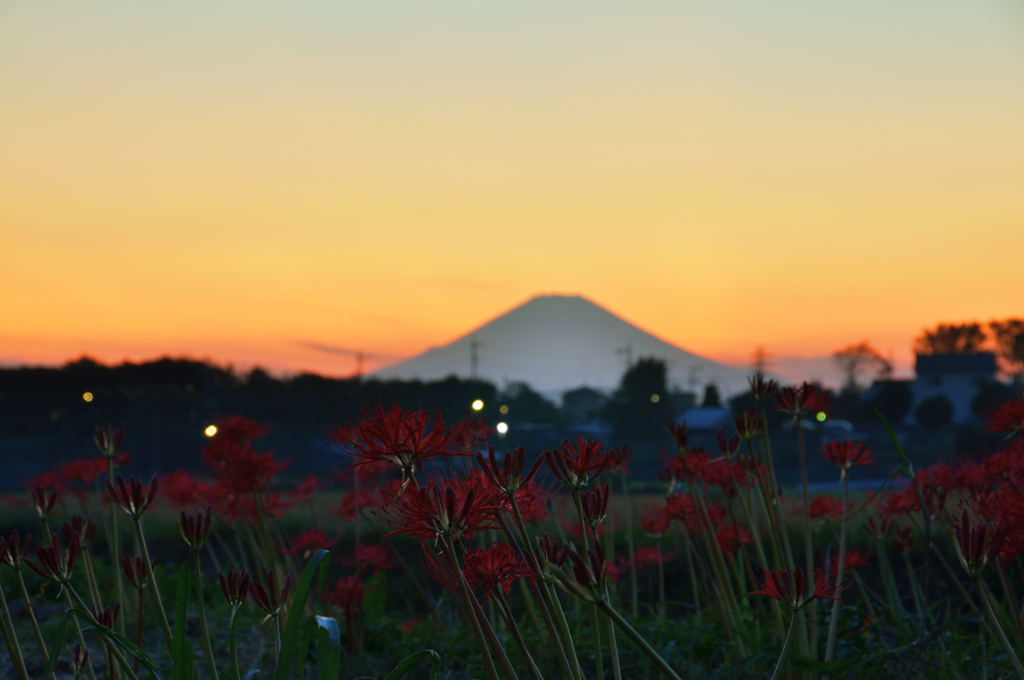 夕富士と彼岸花