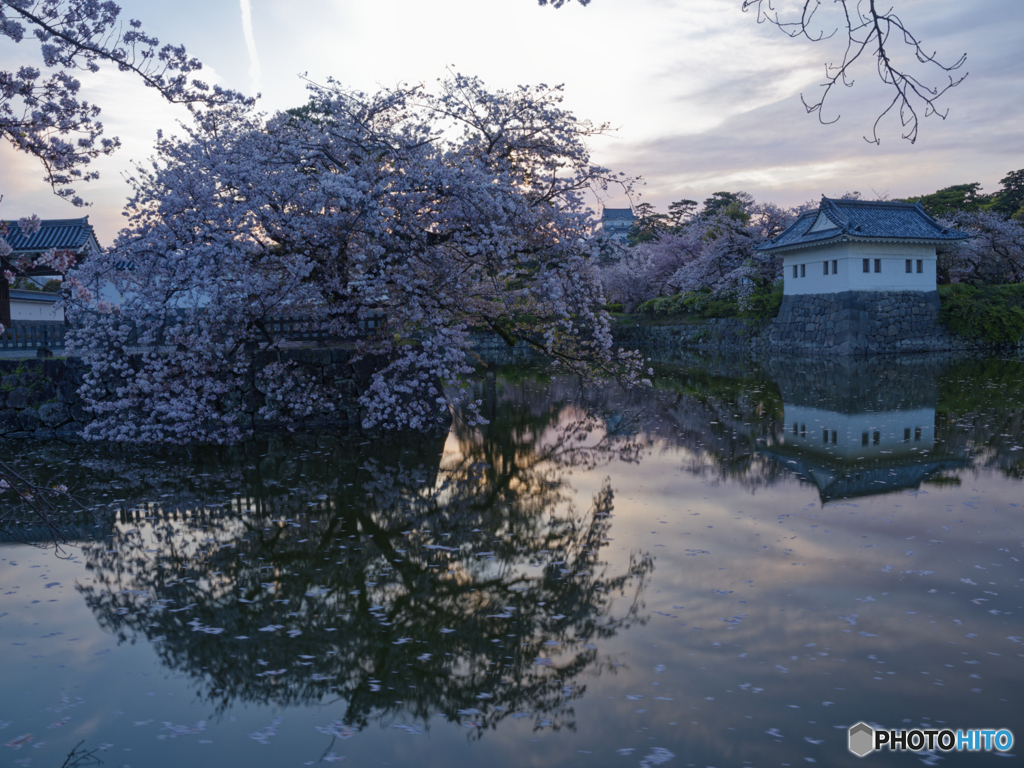 夕桜