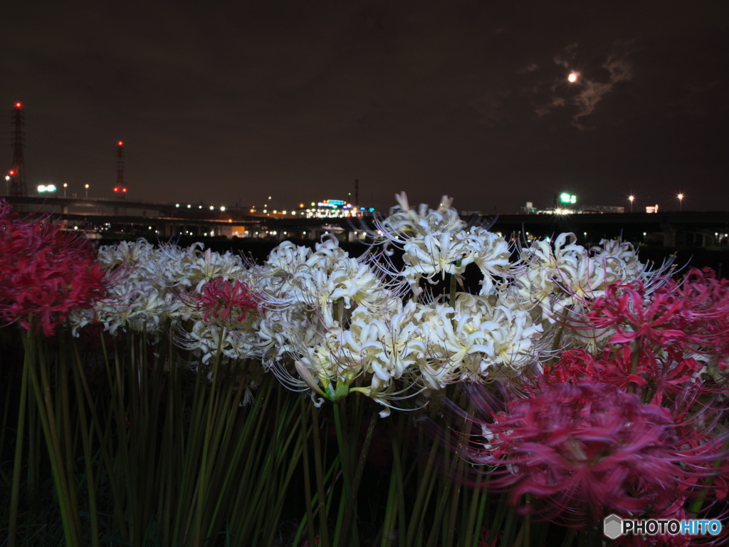 曼珠沙華夜景