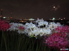 曼珠沙華夜景