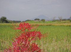 富士山と共に