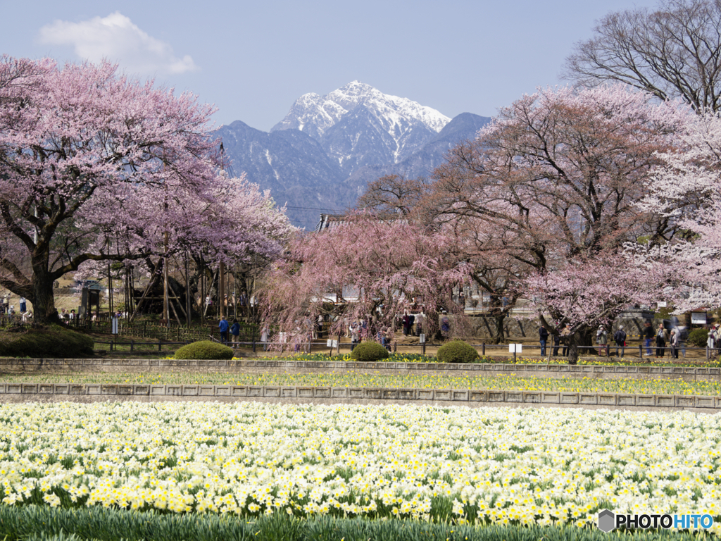 神代桜