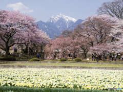 神代桜