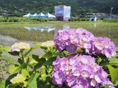 紫陽花祭り