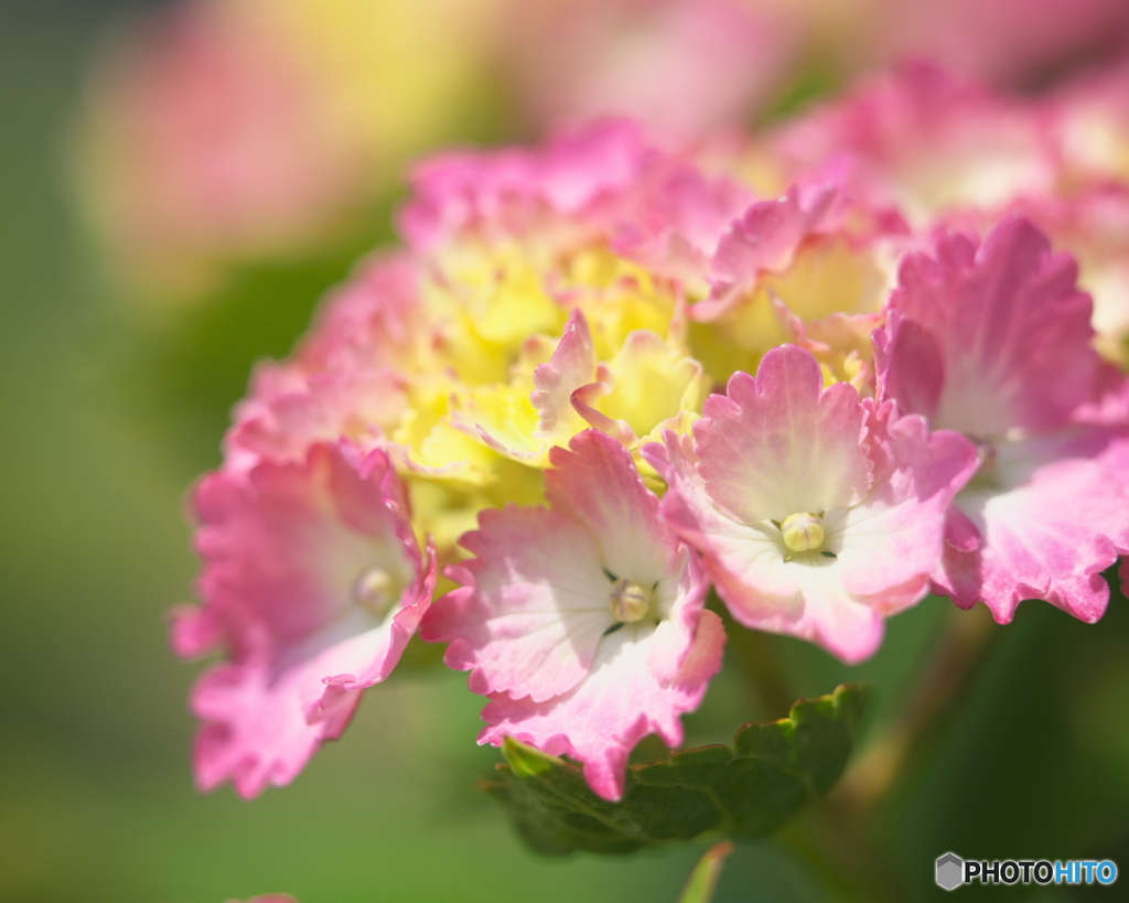 ピンク紫陽花