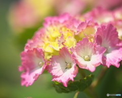 ピンク紫陽花