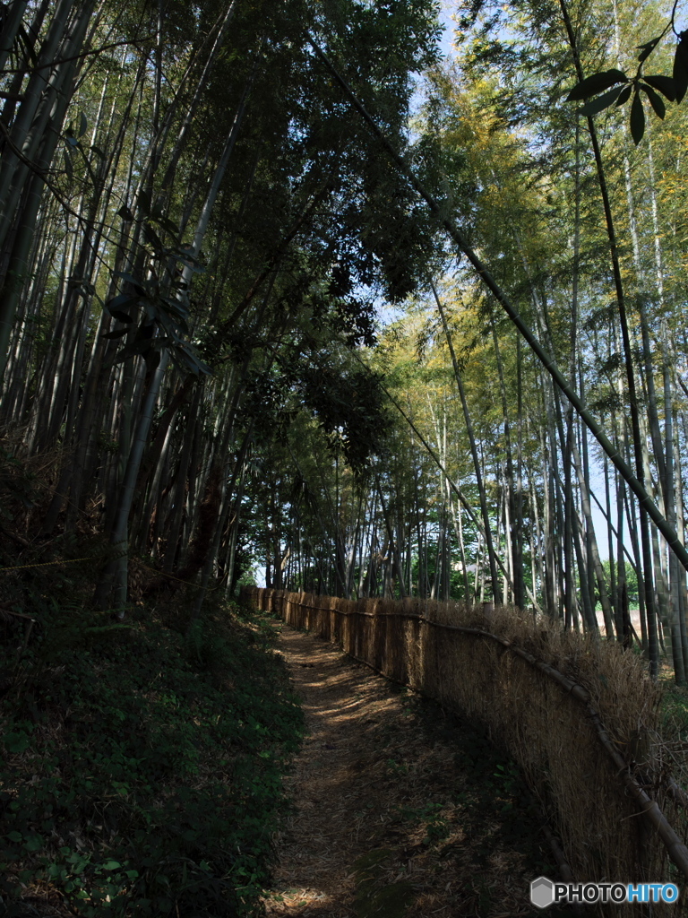 竹林と小径