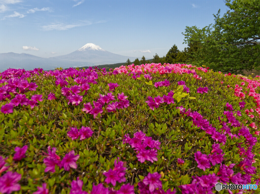 つつじがある風景