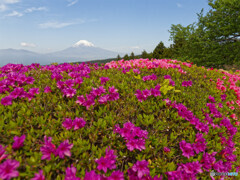 つつじがある風景