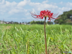 彼岸花