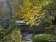 小判の輝き 強調編