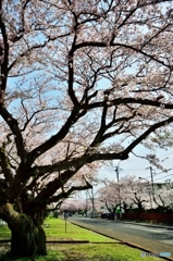 大木