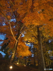 大紅葉