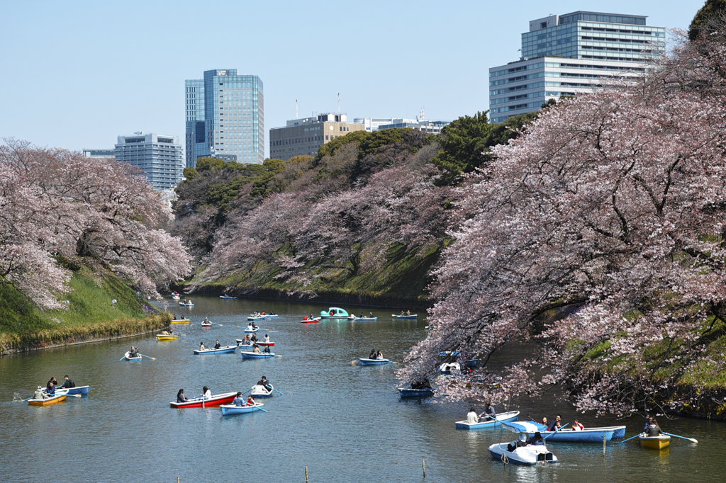 お堀の桜