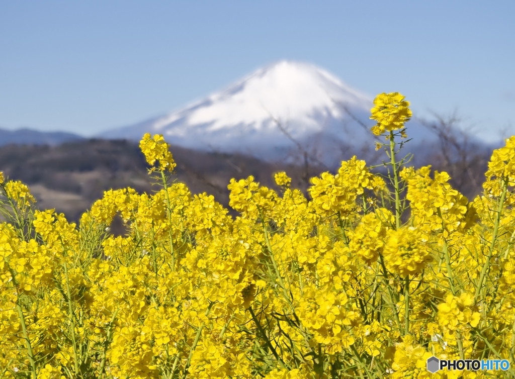 菜の花