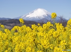 菜の花