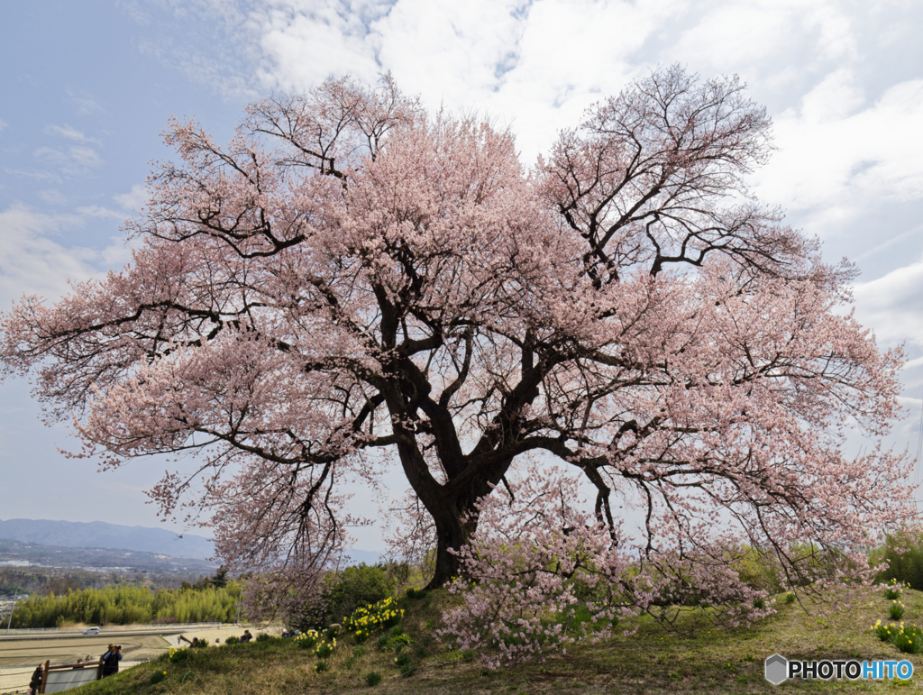 鰐塚の桜