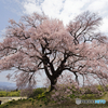 鰐塚の桜