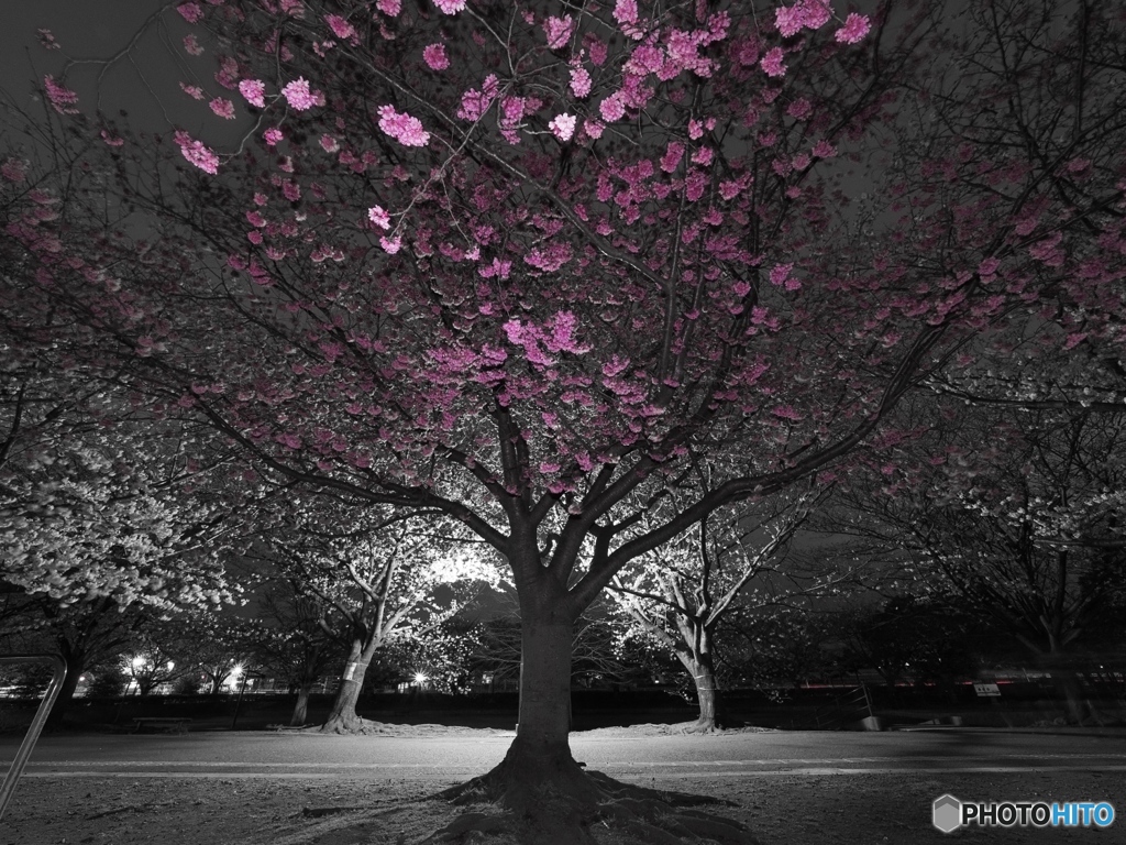 記憶の桜