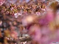河津桜