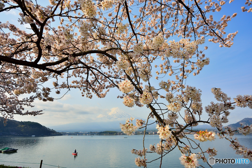 桜のアーチ