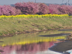 満開の桜