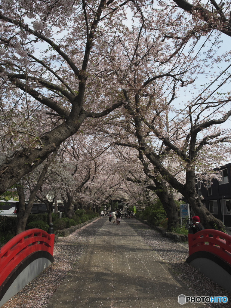 参道の桜