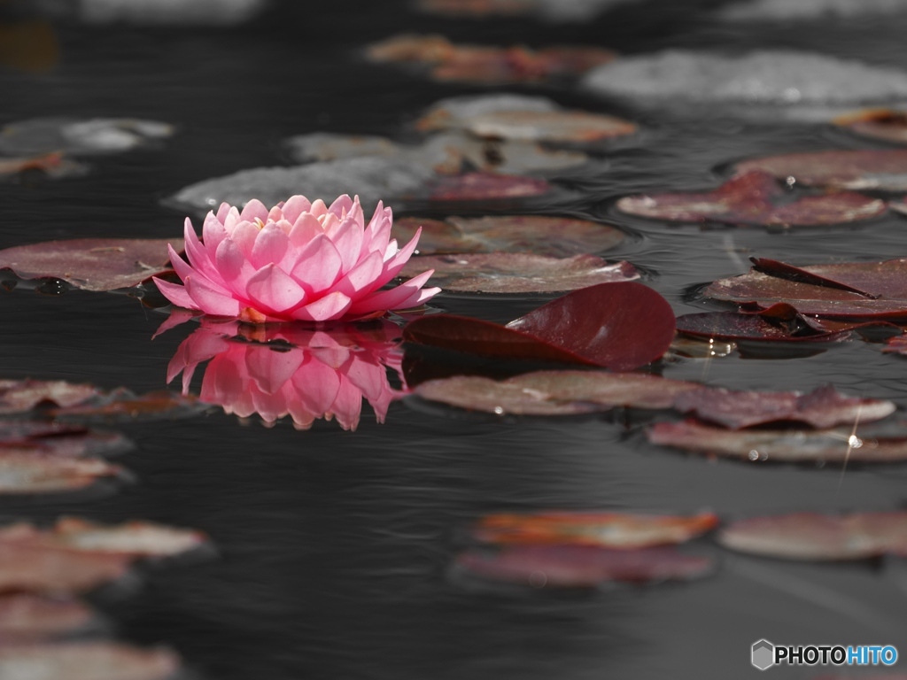 Waterlily