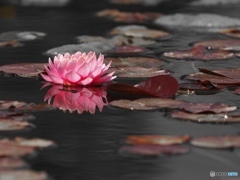 Waterlily